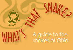 snakes with text: What's that snake? A guide to the snakes of Ohio.