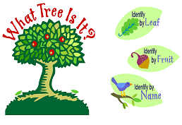 drawing of a tree with red fruit and text: What Tree Is It?
